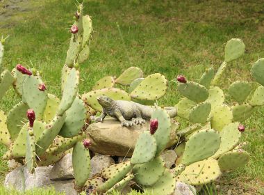 Cactus